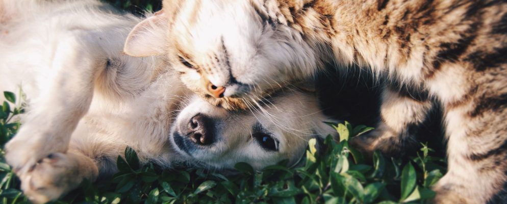 5个您不认识的可爱宠物和动物图片，GIF和视频的网站