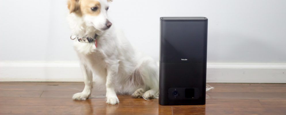 Petcube咬伤评论:永远不要再让您的宠物独自一人