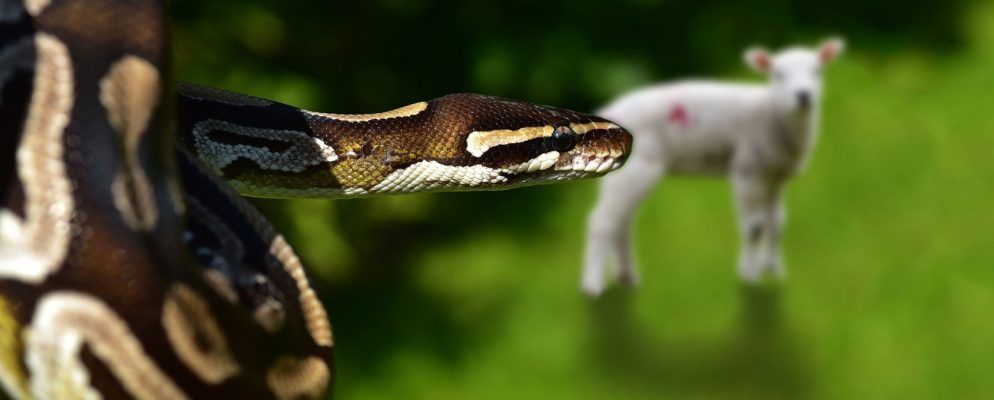 初学者指南,了解Python Lambda函数