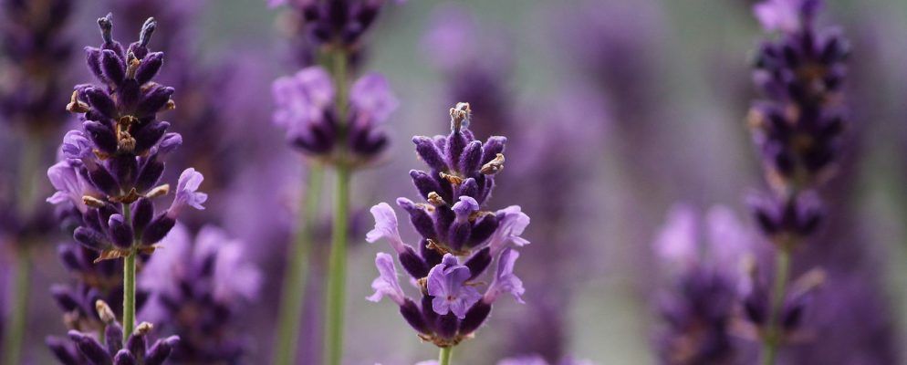 如何使用手机摄像头识别植物和花朵