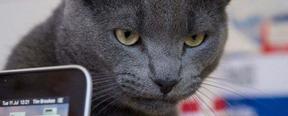 如何对您的笔记本电脑和办公桌区域进行猫防护