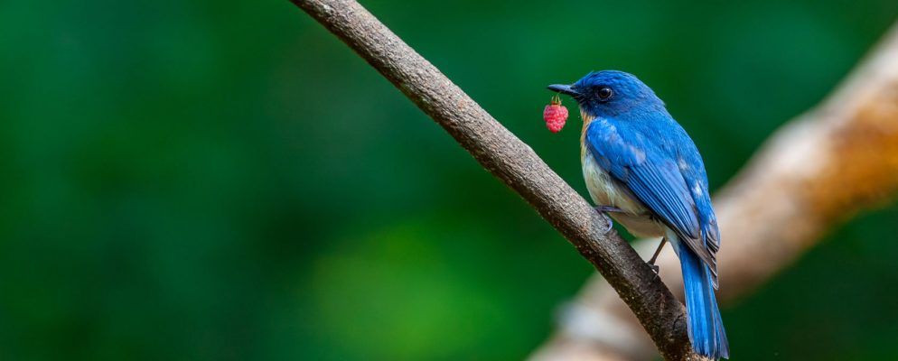 如何使用Raspberry Pi和Node.js构建推文Twitter Bot的照片