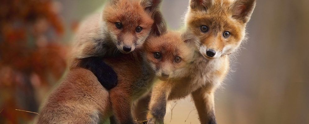 Firefox有哪些不同版本(哪个最适合您)?