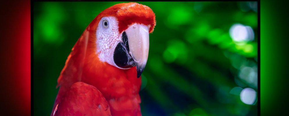 Govee LED电视Wi-Fi背光灯:适用于任何电视的廉价流光溢彩