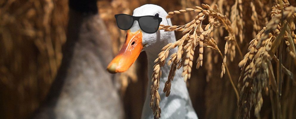 DuckDuckGo如何在线保护您的个人信息?