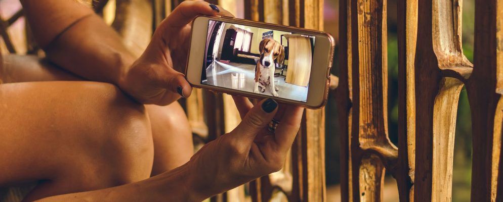 监视宠物行为的7款最佳宠物相机