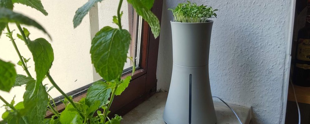 植物园：所有人的城市园艺