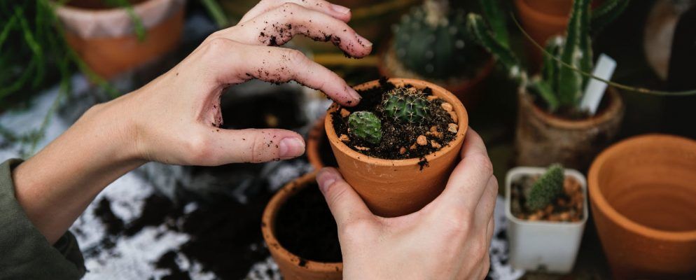 适用于Android和iPhone的7种有用的园艺应用程序