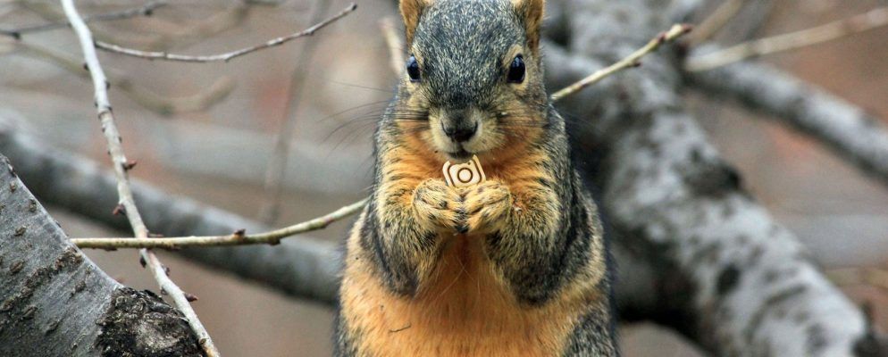 你应该遵循的10个可爱的动物Instagram帐户