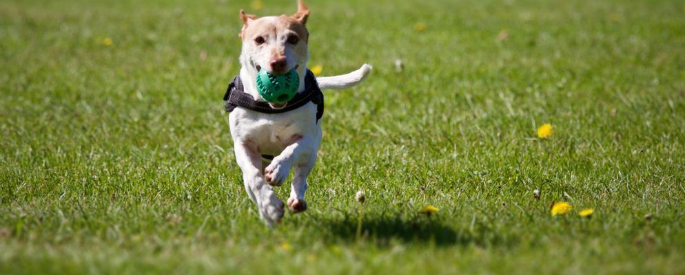 教您的小狗新技巧的5种最佳免费在线狗训练课程