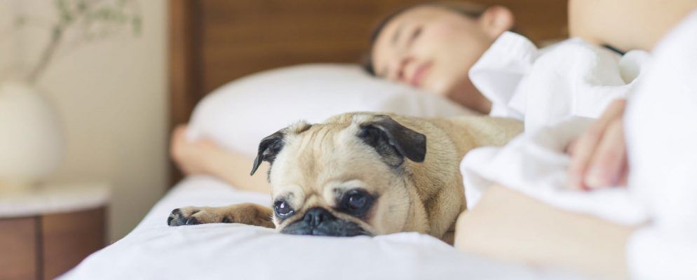 5种最佳睡眠应用程序和方法,可让您更快入睡而不会中断