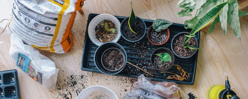 5个最佳的园艺网站和应用程序,适合初学者到任何地方