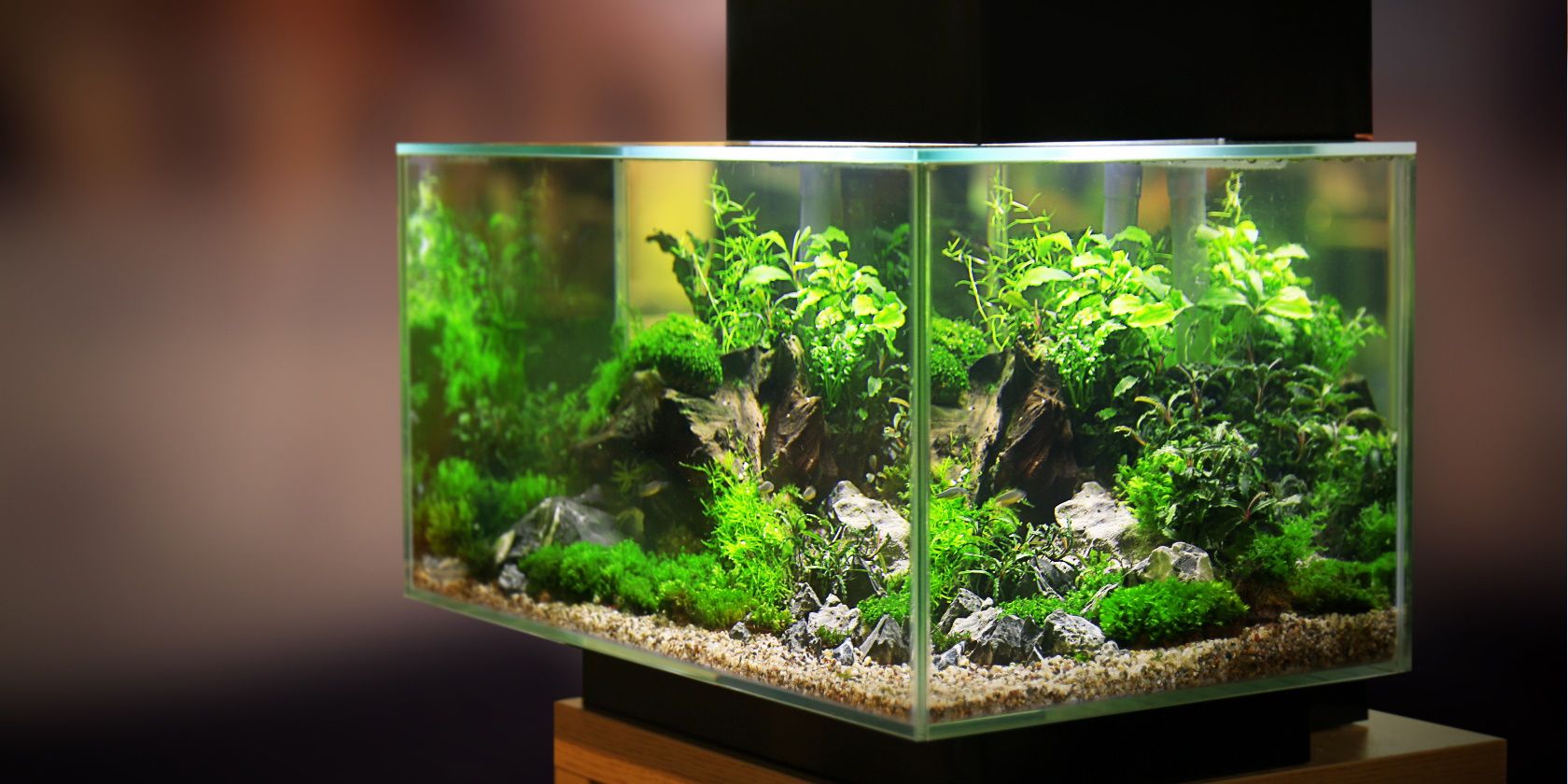 最好的智能水族箱配件